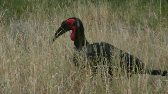 SOUTH AFRICA Southern Ground Hornbill, Kruger National Park (hd-video)