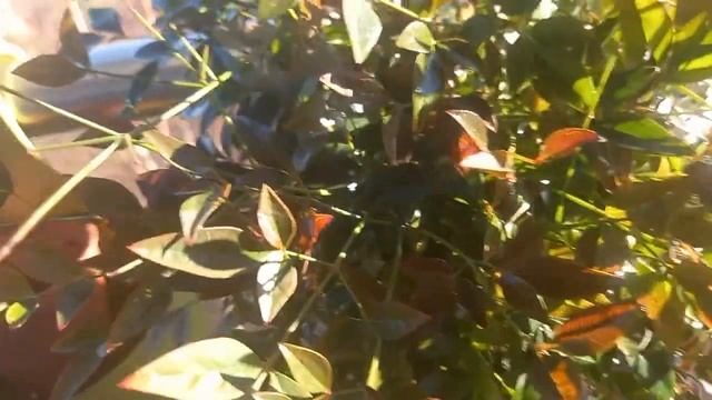 Nandina Domestica Propagation