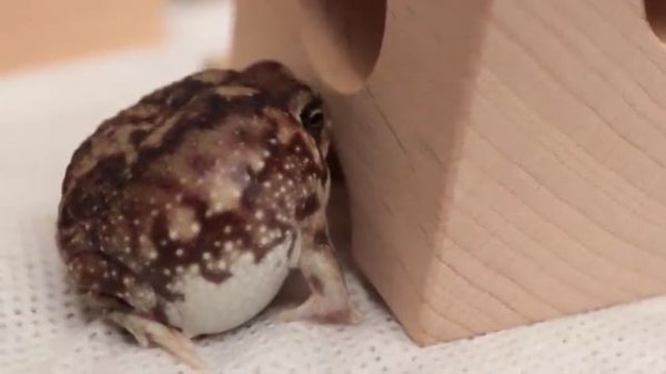 My doods; it is not Wednesday yet