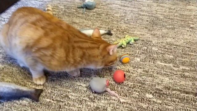 Нужны ли котам игрушки... смотреть онлайн