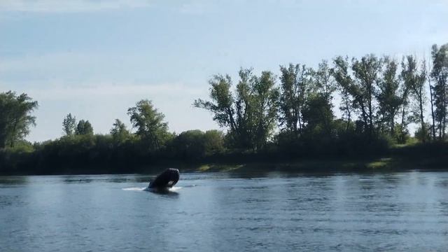 возможности гладиатор 9.9 pro смотреть онлайн