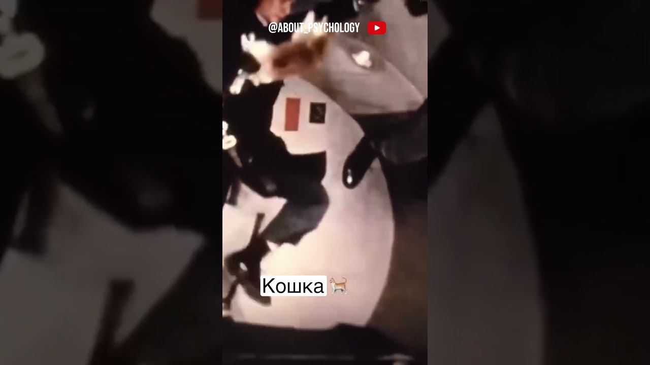 Реакция животных на отсутствие гравитации #лягушка #собака #кот #голубь смотреть онлайн