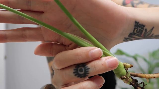 Thai Constellation Monstera Leca Update #1 смотреть онлайн