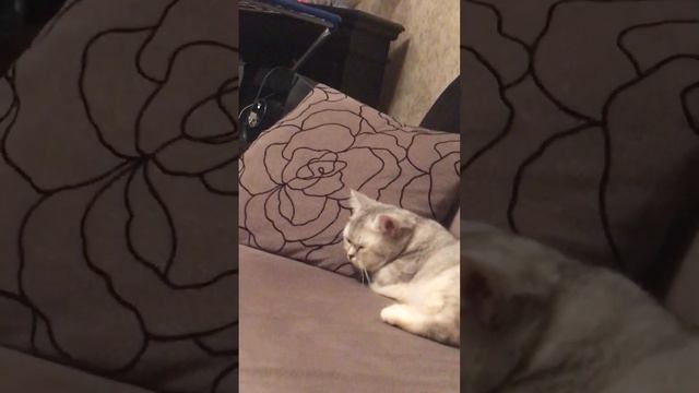 Привет мои дорогие ❤️ видео было снято 31 декабря нового 2023 года) сразу говорю что я Шани не муча смотреть онлайн