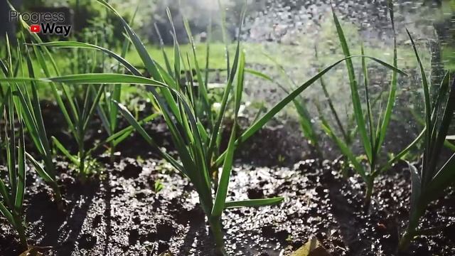 ПЕРЬЯ ЧЕСНОКА БОЛЬШЕ НЕ ЖЕЛТЕЮТ! Народный способ борьбы с пожелтением листьев на чесноке! смотреть онлайн