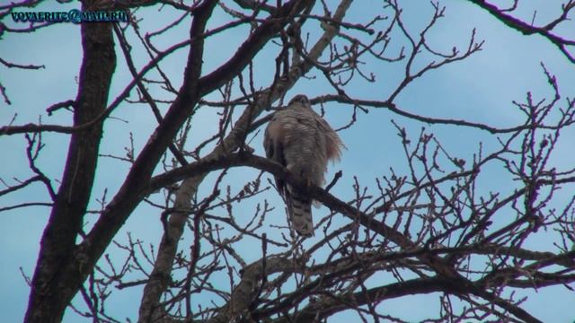 ястреб перепелятник и тетеревятник