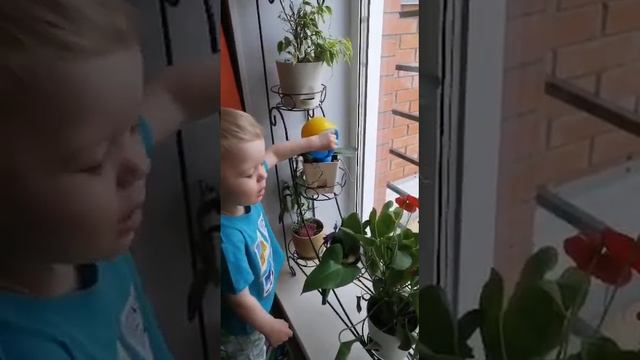 Поливаем цветы правильно 😃🌺 смотреть онлайн