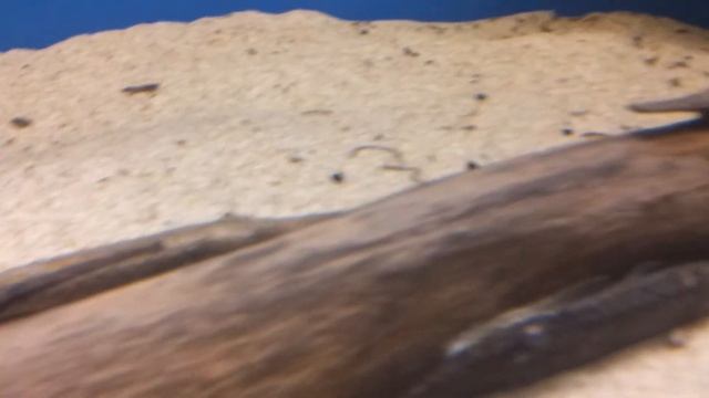 Farlowella platorynchus (wild) bij Aquarium Speciaalzaak Utaka смотреть онлайн