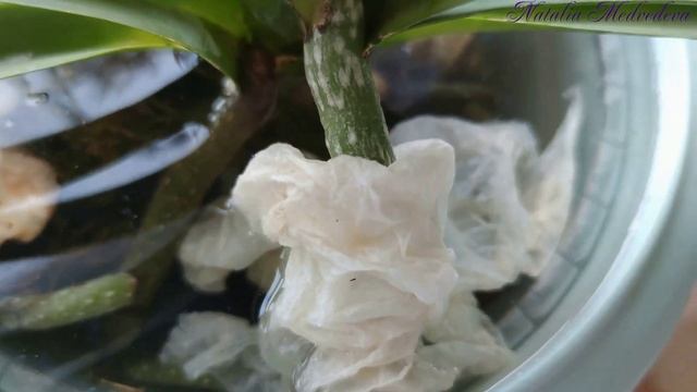 ВАНДА (VANDA) - КОРОЛЕВА орхидей в условиях квартиры! Мой опыт!!! ЧАСТЬ 2. ПОЛИВ! Смотреть всем! смотреть онлайн