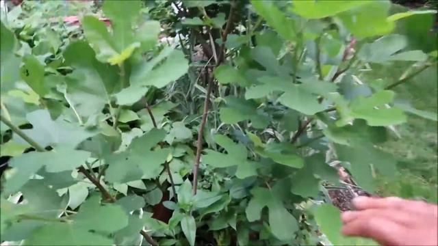 Urban Cottage Garden Tour 2020 | Vegetable Patch and Food Forest delight! | Catherine's Garden смотреть онлайн