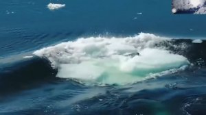 Касатка напала на человека.  5 несчастных случаев со смертельным исходом