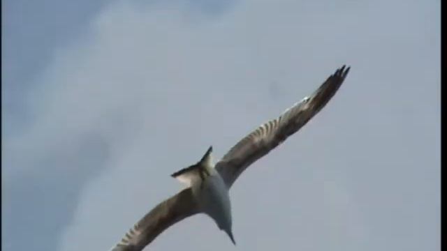 КРЫМ часть 10 Ласточкино гнездо.wmv смотреть онлайн