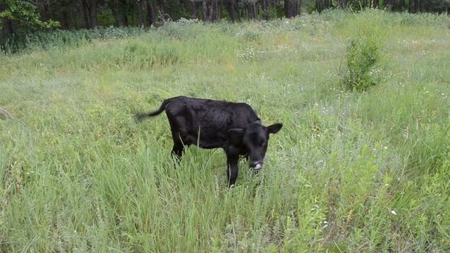 Маленький теленок пасется на лугу смотреть онлайн