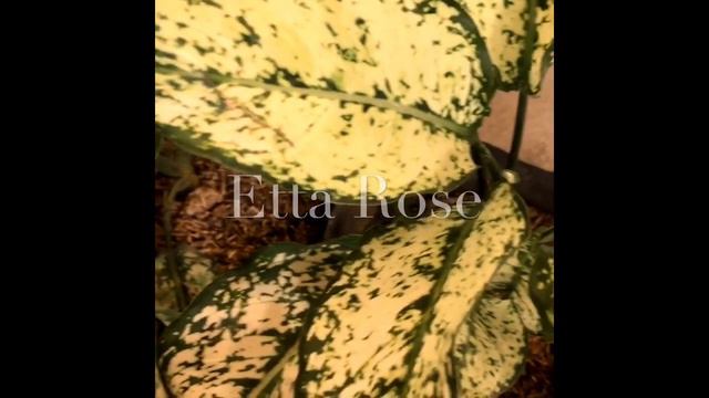 Different types of Aglaonema смотреть онлайн