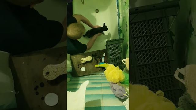 Не повторять, как помыть кошку (не кота!!!) смотреть онлайн