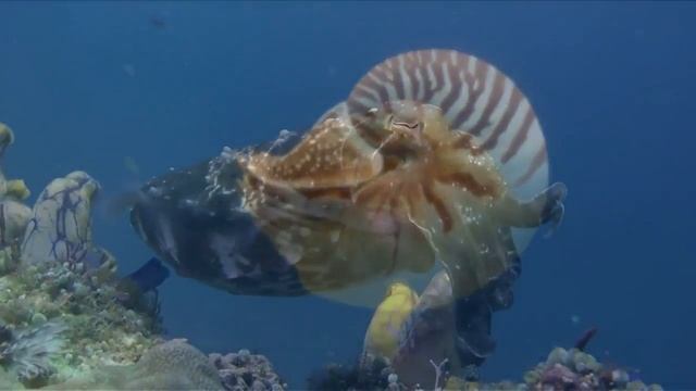 Палау (Palau) смотреть онлайн