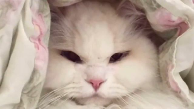 Семья подобрала страшную кошку. Никто и представить не мог, какой она станет в любящей семье смотреть онлайн