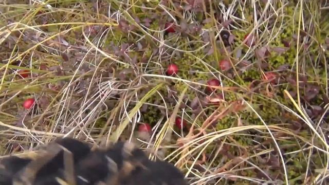 Клюква полезные свойства и опасные ... смотреть онлайн