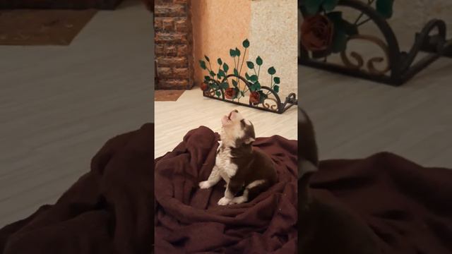 шоколадный хаски из питомника Dogstyle by смотреть онлайн