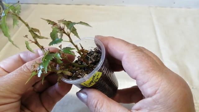 Бегония , излишки на 8, 07. смотреть онлайн