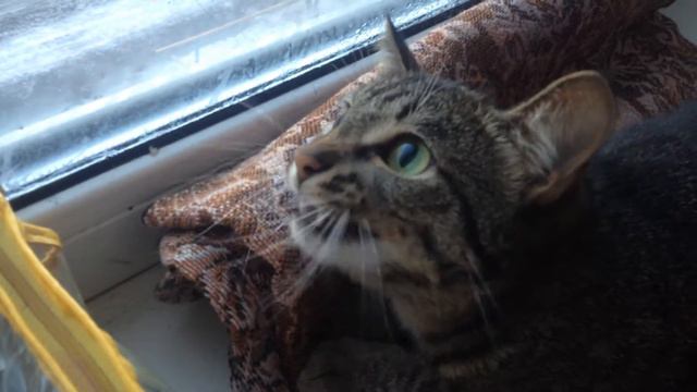 Кошка ругается на птиц смотреть онлайн