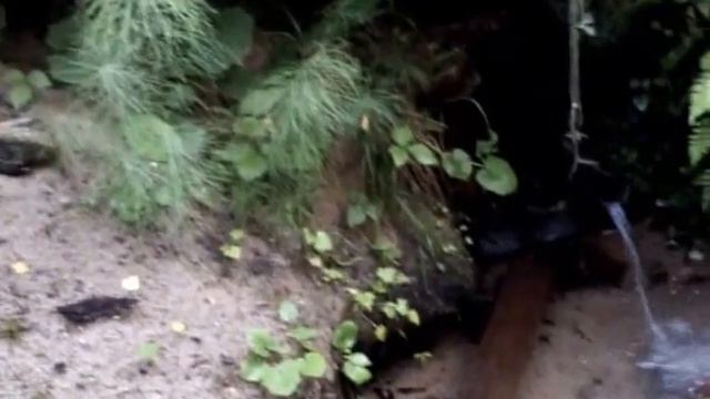 В краснознаменском лесу у источника смотреть онлайн