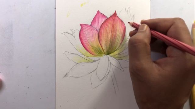How to Draw Realistic Flower with Color Pencil | Lotus Drawing for Beginners | Color Pencil Blendin смотреть онлайн