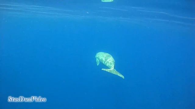 Дельфины и дюгонь смотреть онлайн