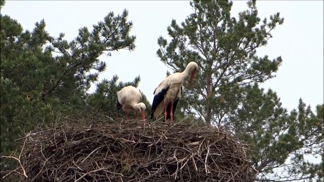 АИСТЫ ( Джеймс Ласт- Наденька) смотреть онлайн