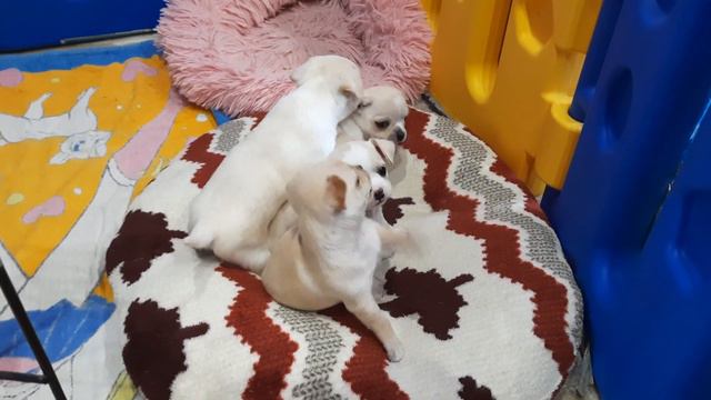 милые щенки чихуахуа,игры малышей,милота, продам купить, мини собачки, Симферополь Крым Кастропуло смотреть онлайн
