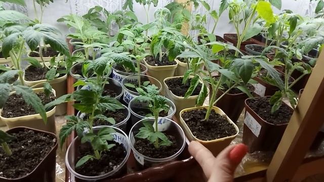 НЕ ПОГУБИТЕ ТОМАТЫ! УХОД И ПОДКОРМКИ ДЛЯ РАССАДЫ ТОМАТОВ! смотреть онлайн