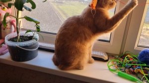 Смотри до конца, если без ума от котиков!