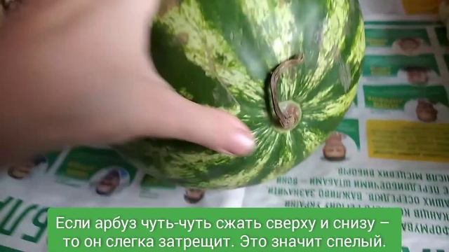 Как выбрать вкусный арбуз? смотреть онлайн