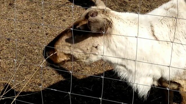 Рысенок Лира у северных оленей смотреть онлайн