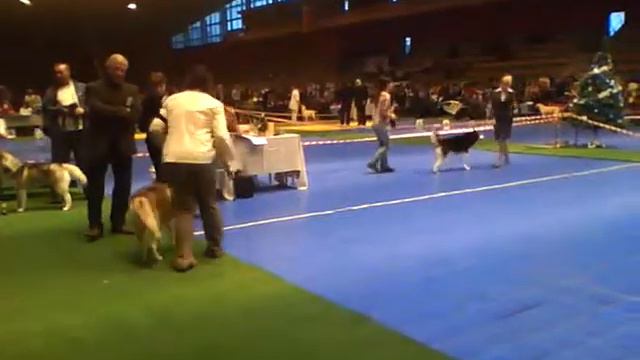 Siberian Husky. CACIB-FCI 