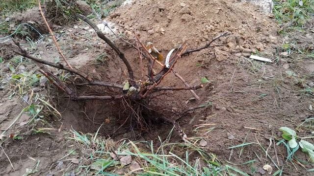 Посадка кустов винограда на постоянное место. смотреть онлайн