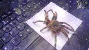 Почему нельзя убивать пауков в доме. Народные приметы.