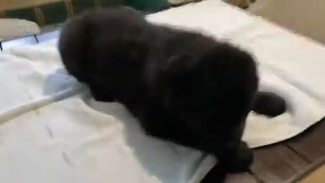 Щенки черный алабай, черные щенки среднеазиатская овчарка, Сао СПБ смотреть онлайн