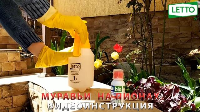 Муравьи на пионах - видеоинструкция: лепидоцид смотреть онлайн