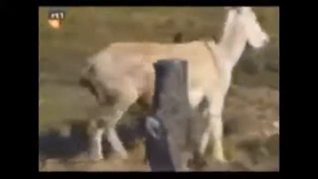 джан ахпер ишак влюбился на армян!!! смотреть онлайн