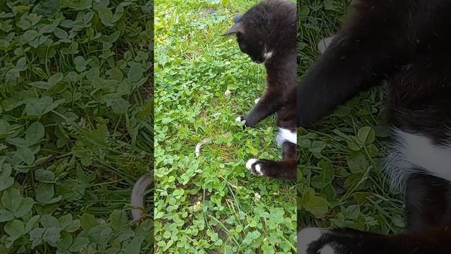 Медяница - это не змея #shorts смотреть онлайн