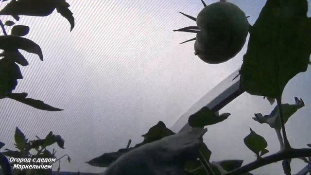 ТОМАТ ЯПОНСКИЙ КРАБ. Очень вкусный сорт. смотреть онлайн