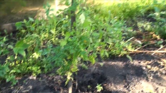 Умирающие выживают, выселенцы возвращаются в строй ! смотреть онлайн