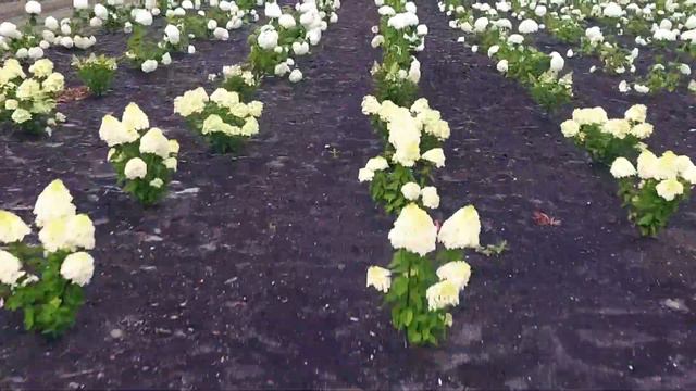 Living Creations® breeding смотреть онлайн