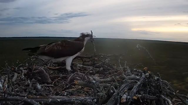 Скопа_Красный Бор_Старший птенец пытается есть самостоятельно (13 июня 20:22) смотреть онлайн