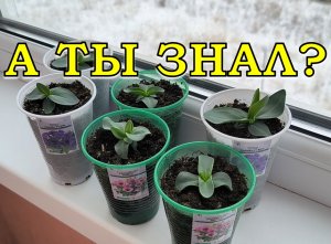 ЭУСТОМА: ОТ посева ДО цветения за 8 минут🌹🌹🌹