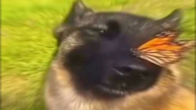 мемы про животных которые я знаю