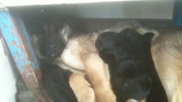 помогите спасти собаку и 5 щенков скоро усыпят смотреть онлайн