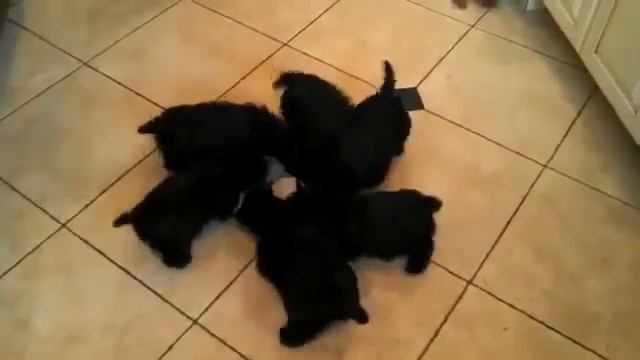 Супер гипнотизирующий обед щенков Super mesmerizing lunch puppies смотреть онлайн
