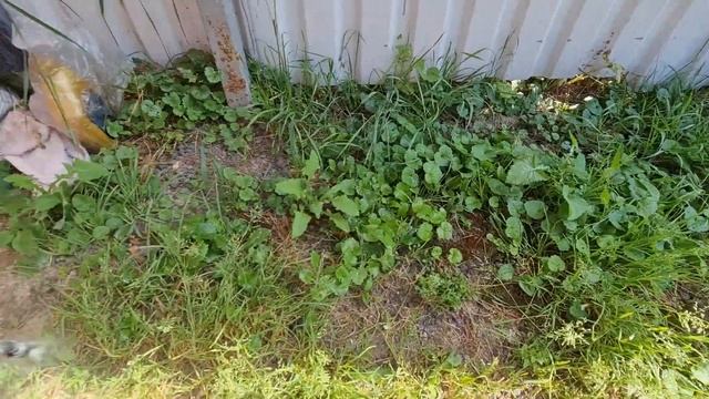 СОРНЯКИ ВЫСОХНУТ ВМЕСТЕ С КОРНЕМ! Как ПРОСТО и БЫСТРО избавиться от СОРНЯКОВ на участке смотреть онлайн